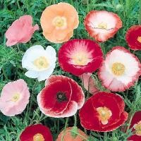 ราคา 500 เมล็ด ดอกป๊อปปี้ ปลูกง่ายได้ทุกฤดู Poppy Papaver Seeds สายพันธุ์ Single Mix (21242805934)