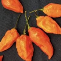 ราคา 12 เมล็ด พริกที่เผ็ดที่สุดในโลก พริกโครตเผ็ด พริก ทานได้ ปลูกได้ทุกที่ Ghost Pepper Chilli Seeds สายพันธุ์ Orange Ghost Pepper (21353605426)