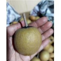 ราคา พร้องส่ง มาแล้วละมุดกรอบ หวาน กรอบ อร่อย ปลอดสารพิษ ละมุดกรอบ ละมุดหวาน ละมุดลูกใหญ่ หวาน กรอบ (21496738230)