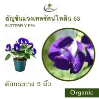 ราคา ดอกอัญชัญเทพรัตน์ไพลิน63 Organic Butterfly Pea (21495707439)