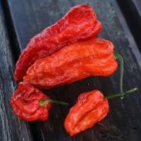 ราคา 12 เมล็ด พริกที่เผ็ดที่สุดในโลก พริกโครตเผ็ด พริก ทานได้ ปลูกได้ทุกที่ Ghost Pepper Chilli Seeds สายพันธุ์ Bhut Jolokia (21353577446)
