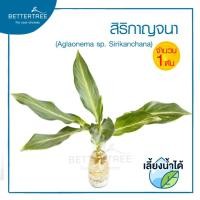 ราคา สิริกาจณา จำนวน 1 ต้น เลี้ยงน้ำได้ ต้นไม้น้ำ ไม้น้ำ ต้นไม้ plant (21373093998)