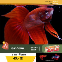 ราคา ปลากัดจีน สีแดง เพศชาย คัดเกรด (16628580266)