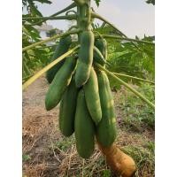 ราคา มะละกอดิบ 1 ลูก น้ำหนักประมาน 1 2 กก (21099274249)