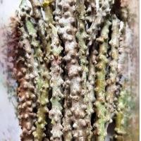 ราคา บอระเพ็ดสด สะอาด บรรจุ1กิโลกรัม (21067071232)