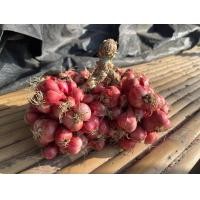 ราคา ผัดสด ผักอินทรีย์ พริก ตะไคร้ ชะอม มะเขือ ขมิ้นขาว ข้าวโพดฝักอ่อน วอเตอร์เครส ขึ้นฉ่าย ผักชี ผักบุ้ง มะนาว เก็กฮวย พริกไทยอ่อน ไชเท้า เคล หอมแดง (21421427214)