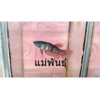 ราคา ปลากัดแม่พันธุ์ ตัวใหญ่ คุณภาพพร้อมผสม ตัวเมีย1ตัว ส่งด่วน (21580988176)