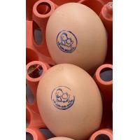 ราคา ไข่เชื้อไก่ประดู่หางดำ ฟองละ 30 บาท รับ 10 ฟอง แถมฟรีเพิ่มให้อีก 2 ฟอง (21569249247)