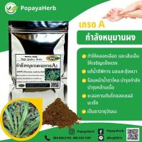 ราคา กำลังหนุมานผง 100 กรัม กำลังหนุมาน100 (17999715225)