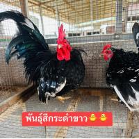ราคา ไข่เชื้อไก่แจ้พันธุ์กะดำขาว 30 บาท ส่งพร้อม (21446747275)