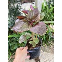 ราคา ต้นใบโอบะ ใบชิโสะแดง ทานกับชูชิ อาหารญี่ปุ่น ต้นกล้าพร้อมปลูก สูง 10 30 เซน (18206508633)