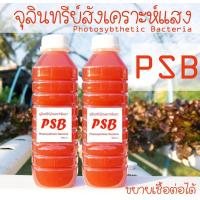 ราคา หัวเชื้อจุลินทรีย์สังเคราะห์แสงแบบเข้มข้น PSB ขนาด 1 ลิตร นำไปขยายเชื้อต่อได้ (1078546243)