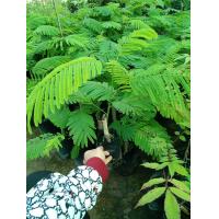 ราคา ชะอมเล็กต้นเตี้ย ซื้อ 1 แถม 1 ราคา60 บาท (13790056489)