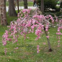 ราคา 15 เมล็ด ซากุระ บอนไซ ดอกซากุระ ดอกคิคุ Cherry blossom Seeds Sakura สายพันธุ์ Prunus Pendula Rubra (21291916168)