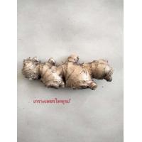 ราคา ว่านเกราะเพชรไพฑูรย์ 1เหง้า ป้องกันคุณไสย ภูตรผี เสริมบารมี หัวว่าน เกราะเพชรไพฑูรย์ เกราะไพฑูรย์ ไม้มงคล สมุนไพร (21445127383)