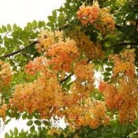 ราคา 15 เมล็ด ดอกคูน ดอกคูณ ราชพฤกษ์ คูน Golden shower Indian laburnum Pudding pipe tree Seeds ดอกสีรุ้ง (21282135241)
