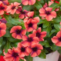 ราคา 20 เมล็ด ดอกแพงพวย แพงพวยฝรั่ง เมล็ดดอกไม้ Vinca Periwinkle Seeds สายพันธุ์ Papaya (21271974536)