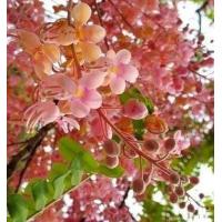 ราคา 15 เมล็ด ดอกคูณ คอกคูน ราชพฤกษ์ ดอกสีชมพู (21282667802)