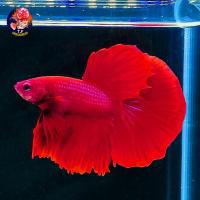 ราคา อาหารปลา ปลากัดฮาฟมูน แฟนซีหางสั้น (18485116656)