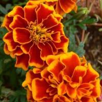 ราคา 100 เมล็ด ดอกดาวเรือง Marigold Flower Seeds สายพันธุ์ Orange (21342652515)