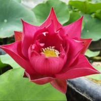 ราคา 5 เมล็ด เมล็ดพันธุ์บัว บัวนอก สายพันธุ์ Chu Chu สีชมพู แดง บัวแคระ บัวจิ๋ว Mini Lotus Tea Cup Lotus บัวจักรพรรดิ์ บัวสวมงาม บัวนำเข้า Lotus (19493435708)