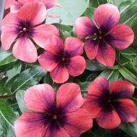 ราคา 20 เมล็ด ดอกแพงพวย แพงพวยฝรั่ง เมล็ดดอกไม้ Vinca Periwinkle Seeds สายพันธุ์ S Silvana (21275370587)