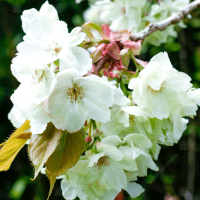 ราคา 15 เมล็ด ซากุระ บอนไซ ดอกซากุระ ดอกคิคุ ดอกซากุระเป็นที่สถิตของทวยเทพ Cherry blossom Seeds Sakura สายพันธุ์ Ukon (21282718660)