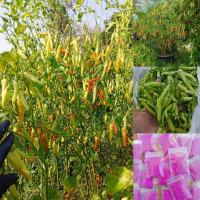 ราคา เมล็ดพันธุ์พริกกะเหรี่ยงยาว 300 เมล็ด 59 บาท (21414846265)