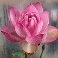 ราคา 5 เมล็ด เมล็ดพันธุ์บัว บัวนอก สายพันธุ์ Little Pink Beauty สีชมพู พิงค์ บัวแคระ Micro Lotus Tea Cup Lotus บัวจักรพรรดิ์ บัวสวมงาม บัวนำเข้า (19493478906)