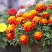 ราคา 100 เมล็ด ดอกดาวเรือง Marigold Flower Seeds สายพันธุ์ Marigold Super Hero (21342671692)