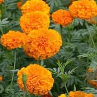 ราคา 100 เมล็ด ดอกดาวเรือง Marigold Flower Seeds สายพันธุ์ orange African Marigold (21342652825)