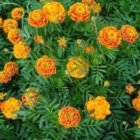 ราคา 100 เมล็ด ดอกดาวเรือง Marigold Flower Seeds สายพันธุ์ French marigold (21342684042)