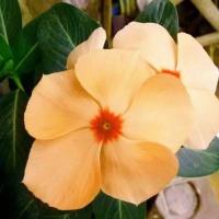 ราคา 20 เมล็ด ดอกแพงพวย แพงพวยฝรั่ง เมล็ดดอกไม้ Vinca Periwinkle Seeds สายพันธุ์ Bright Yellow (21275361708)