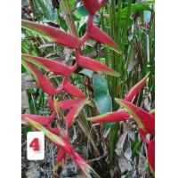 ราคา เฮลิโคเนีย 8ชนิดให้เลือก ตัดใบล้างราก เฮลิโคเนีย robsterclaw ธรรมรักษา บรรไดสวรรค์ บันไดสวรรค์ สร้อยกัณทรี สร้อยกัทรี ลอรีน่า ก้ามกุ้ง ก้าม (16785055105)