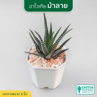 ราคา ม้าลาย ไก่ต็อก Haworthia coarctata fasciata ฮาโวเทีย ไม้อวบน้ำ กุหลาบหิน cactus succulent (20676922592)