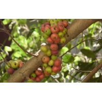 ราคา ต้นพันธุ์เพาะเมล็ด มะเดื่อไทย มะเดื่อป่า มะเดื่ออุทุมพร เพาะเมล็ด ต้นละ 59 บาท พร้อมปลูกในถุงดำ (21660214800)