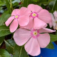 ราคา 20 เมล็ด ดอกแพงพวย แพงพวยฝรั่ง เมล็ดดอกไม้ Vinca Periwinkle Seeds สายพันธุ์ Pink Star (21275521141)