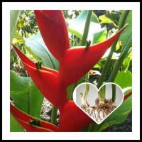 ราคา เฮลิโคเนียบิ๊กบัด ธรรมรักษา เฮลิโคเนีย ก้ามปู (17099717200)