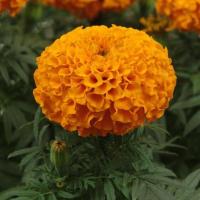 ราคา 100 เมล็ด ดอกดาวเรือง Marigold Flower Seeds สายพันธุ์ African Marigold Taishan (21342575614)