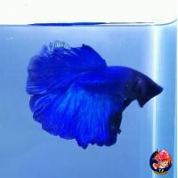 ราคา อาหารปลา ปลากัดฮาฟมูน แฟนซีหางสั้น (18485116657)