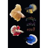 ราคา อาหารปลา ปลากัดฮาฟมูน แฟนซีหางสั้น (20817072887)