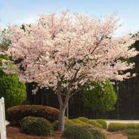 ราคา 15 เมล็ด ซากุระ บอนไซ ดอกซากุระ ดอกคิคุ ดอกซากุระเป็นที่สถิตของทวยเทพ Cherry blossom Seeds Sakura สายพันธุ์ Autumn blooming cherry (21282584395)
