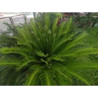 ราคา ต้น ปรงญี่ปุ่น Sago palm พร้อมปลูกในถุงดำ 59 บาท ปรง Cycad เลี้ยงง่าย ทนแดด ทนแล้ง ม้ประดับที่เติบโต และมีวิวัฒนาการมาตั้งแต่ยุคสมัยไดโนเสาร์ ซึ่งเป็นพืชเพียงไม่กี่ชนิดที่ยังเหลือพบให้เห็นอยู่ พืชที่ป