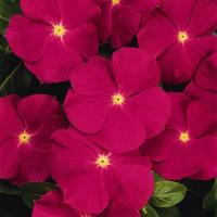 ราคา 20 เมล็ด ดอกแพงพวย แพงพวยฝรั่ง เมล็ดดอกไม้ Vinca Periwinkle Seeds สายพันธุ์ Rose (21271934172)