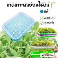 ราคา ถาดเพราะไร้ดิน เมล็ด ต้นอ่อน ถาดเพาะเมล็ด ถาดไดโซะ ถาดปลูก ปลูกข้าวสาลีแมว ถาดเพาะต้นอ่อนไร้ดิน Microgreen กระดาษปลูกไร้ดิน (12930638676)