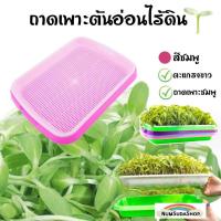 ราคา ถาดเพราะไร้ดิน เมล็ด ต้นอ่อน ถาดเพาะเมล็ด ถาดไดโซะ ถาดปลูก ปลูกข้าวสาลีแมว ถาดเพาะต้นอ่อนไร้ดิน Microgreen กระดาษปลูกไร้ดิน (12930638677)