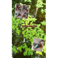 ราคา อาหารปลาหางนกยูง หูช้างเรดเทล คู่ มีรับประกัน (21715563695)