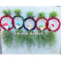 ราคา เคราฤาษีแต่ง นกขมิ้นสีหวาน (20353155032)