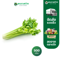 ราคา เซเลอรี่สด ก้าน 500 ก แพ็ค สั่งเลยที่ตลาดไทออนไลน์ (21725546192)