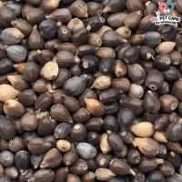 ราคา ลูกเดือย Thai millet อาหารนก กระต่าย หนู กระต่าย กระรอก ชูก้า และสัตว์ฟันแทะ สินค้าคุณภาพดี แบ่งขาย 500G 1KG (20824882796)